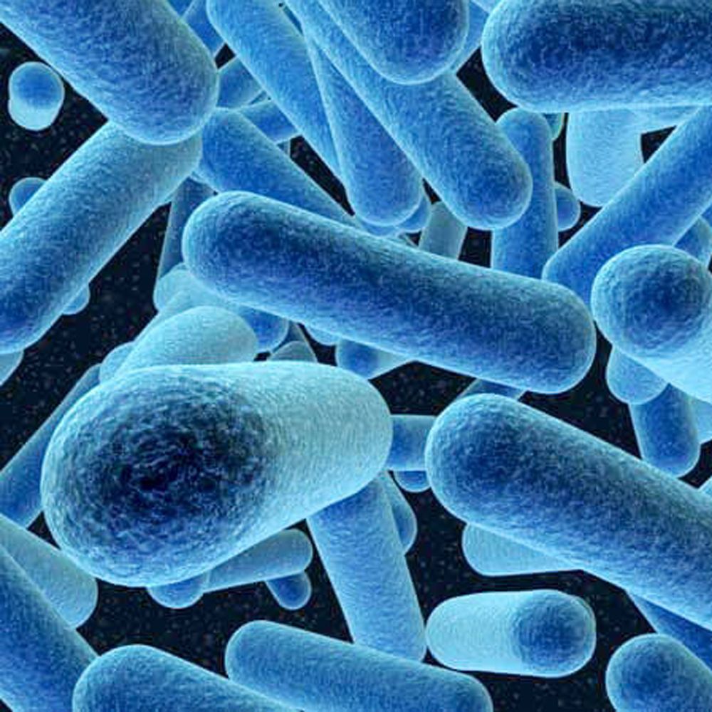 Anerobic-Bacteria